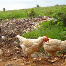 Wild Chickens picking through trash