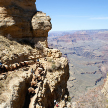 Mule in the Grand Canyon