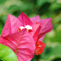 Closeup of a flower in the Singapore Zoo