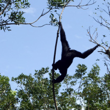 Monkey in the Singapore Zoo