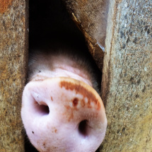 Pig with nose through a fence