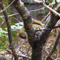 squirrel on a branch