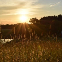 wheatfield